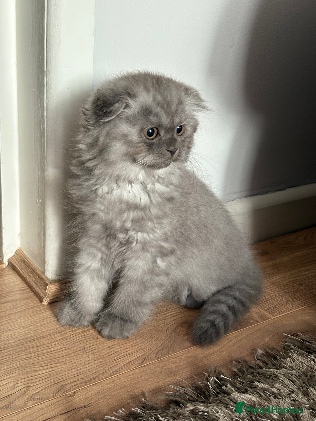 British Shorthair cats for sale: 2 british shorthair/longhair X Scottish fold boys  - Image 6
