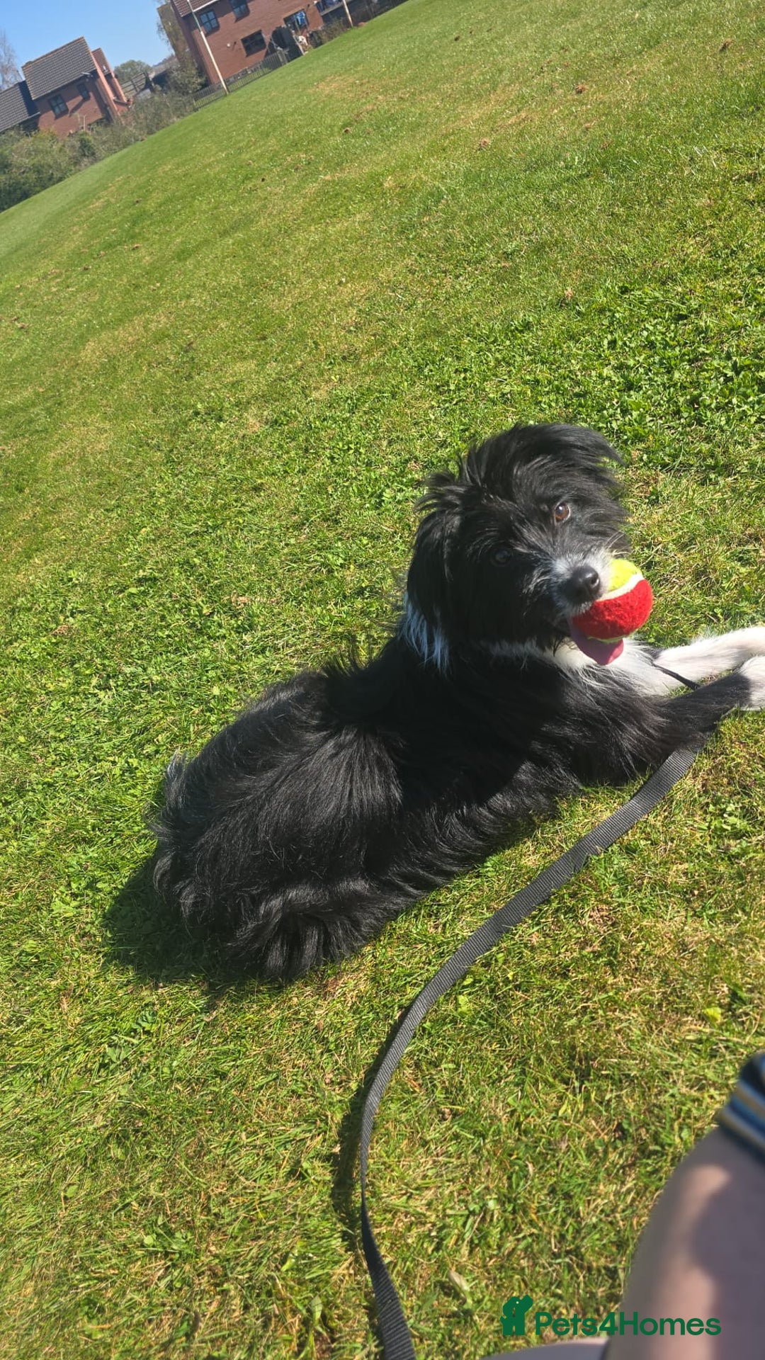 Mixed Breed dogs for adoption: 💖🐶 TOPSY 🐶💖 - Image 6
