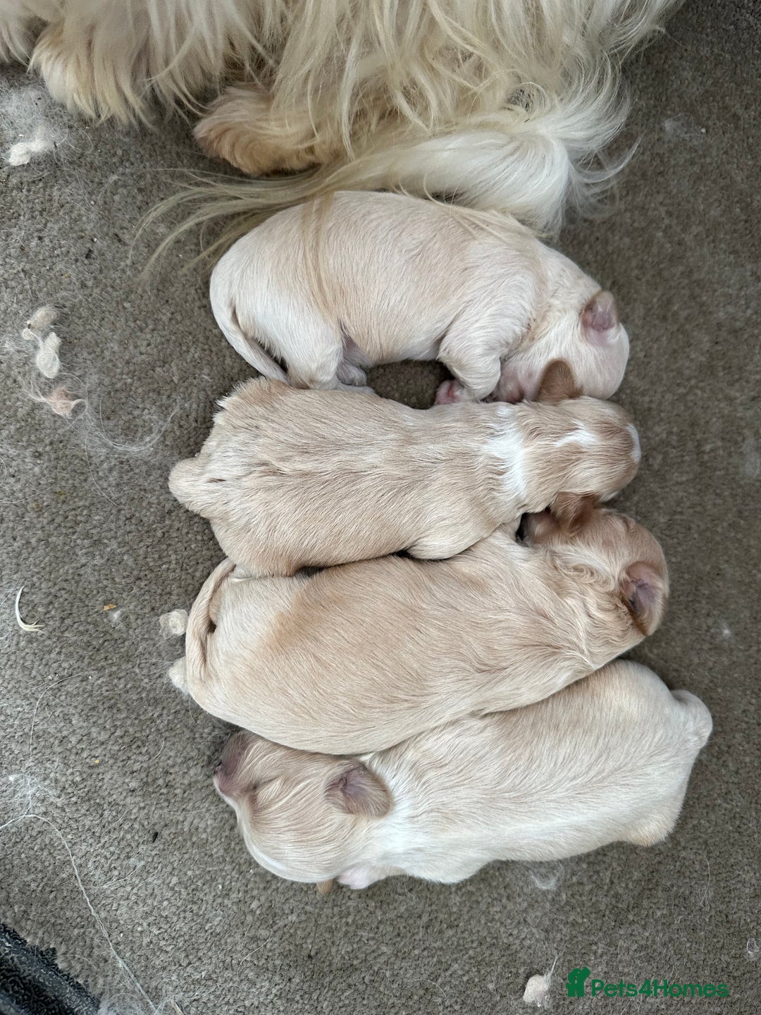 Maltipoo dogs for sale: Outstanding F1 Maltipoo Puppies - Image 26