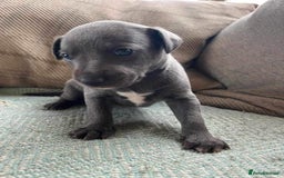 Whippet dogs for stud: BLUE PEDIGREE KC REGISTERED WHIPPET AT STUD in Salisbury - Image 22