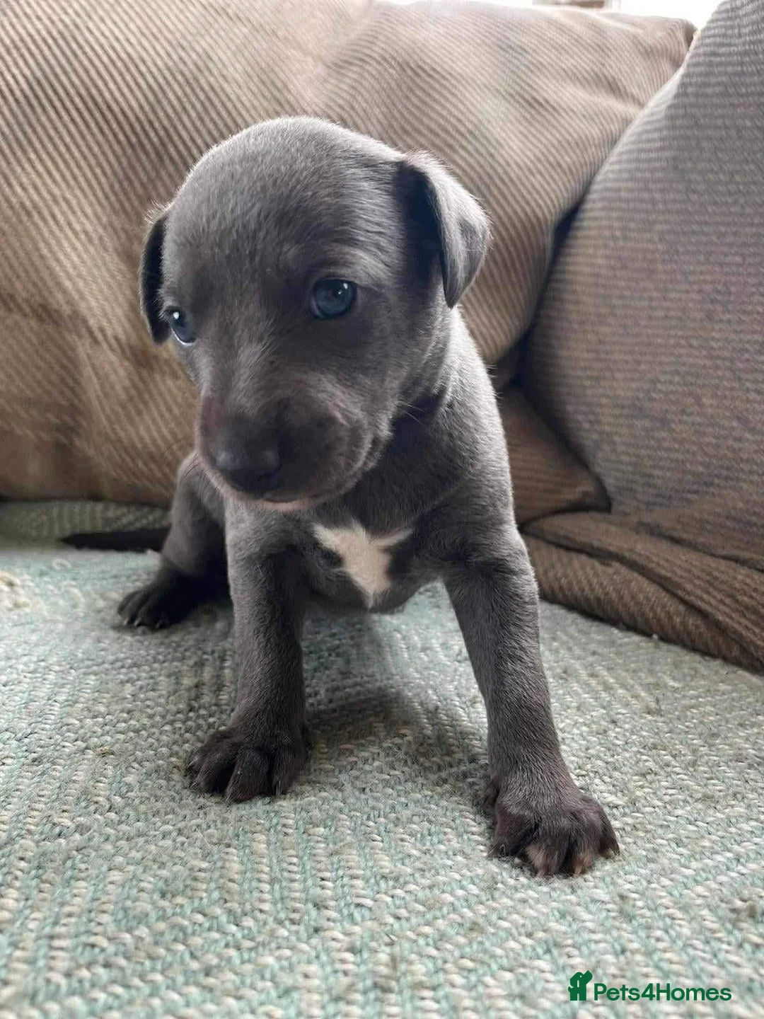 Whippet dogs for stud: BLUE PEDIGREE KC REGISTERED WHIPPET AT STUD in Salisbury - Advert 23