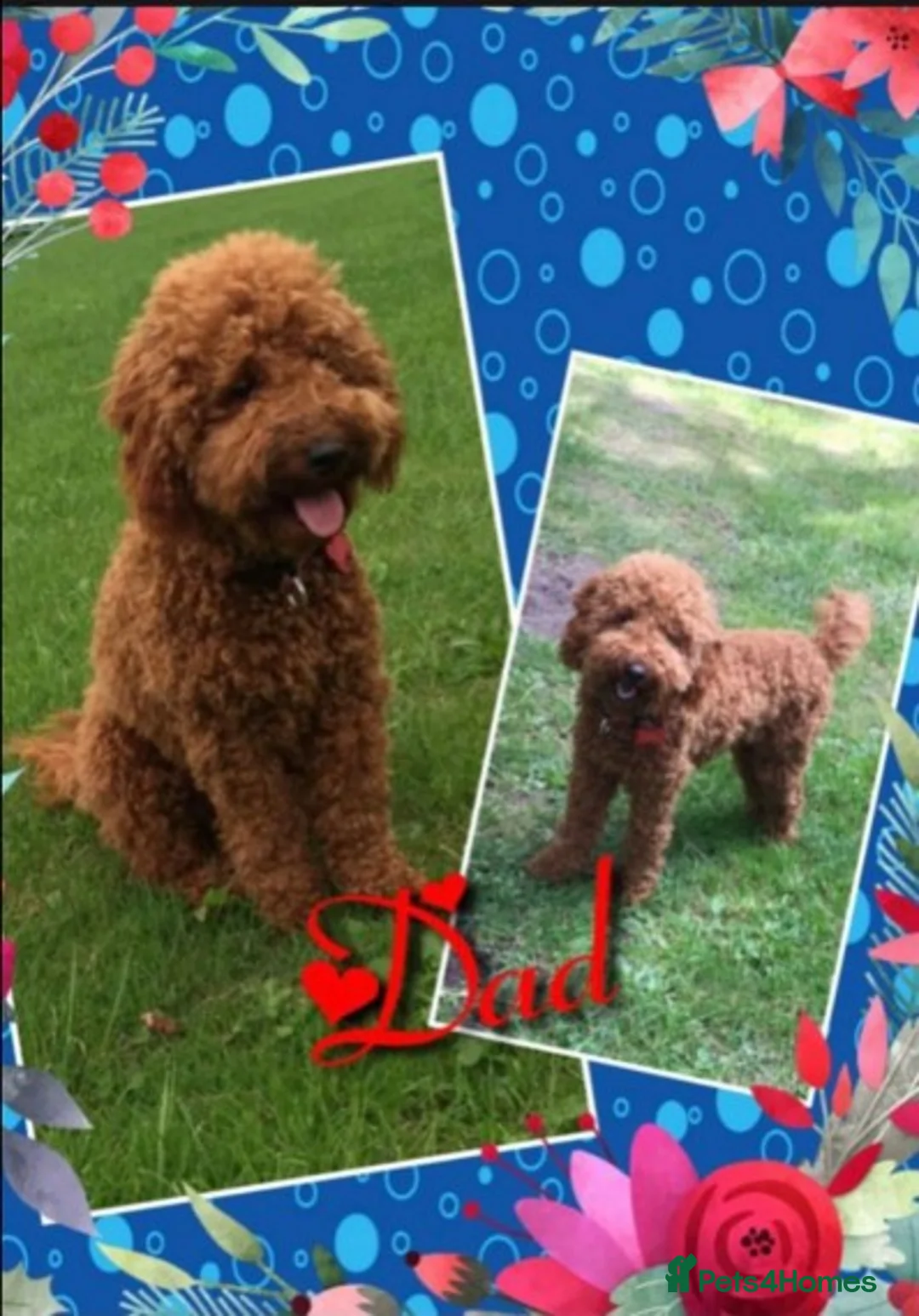 Miniature Poodle dogs for stud: Extensively Health Tested Deep Red Mini Poodle in Mansfield - Advert 1
