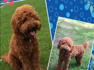 Miniature Poodle dogs Extensively Health Tested Deep Red Mini Poodle in Mansfield - Advert 17