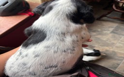 English Springer Spaniel dogs for sale: Stunning DNA Clear KC Springer Spaniel Puppies  - Image 26