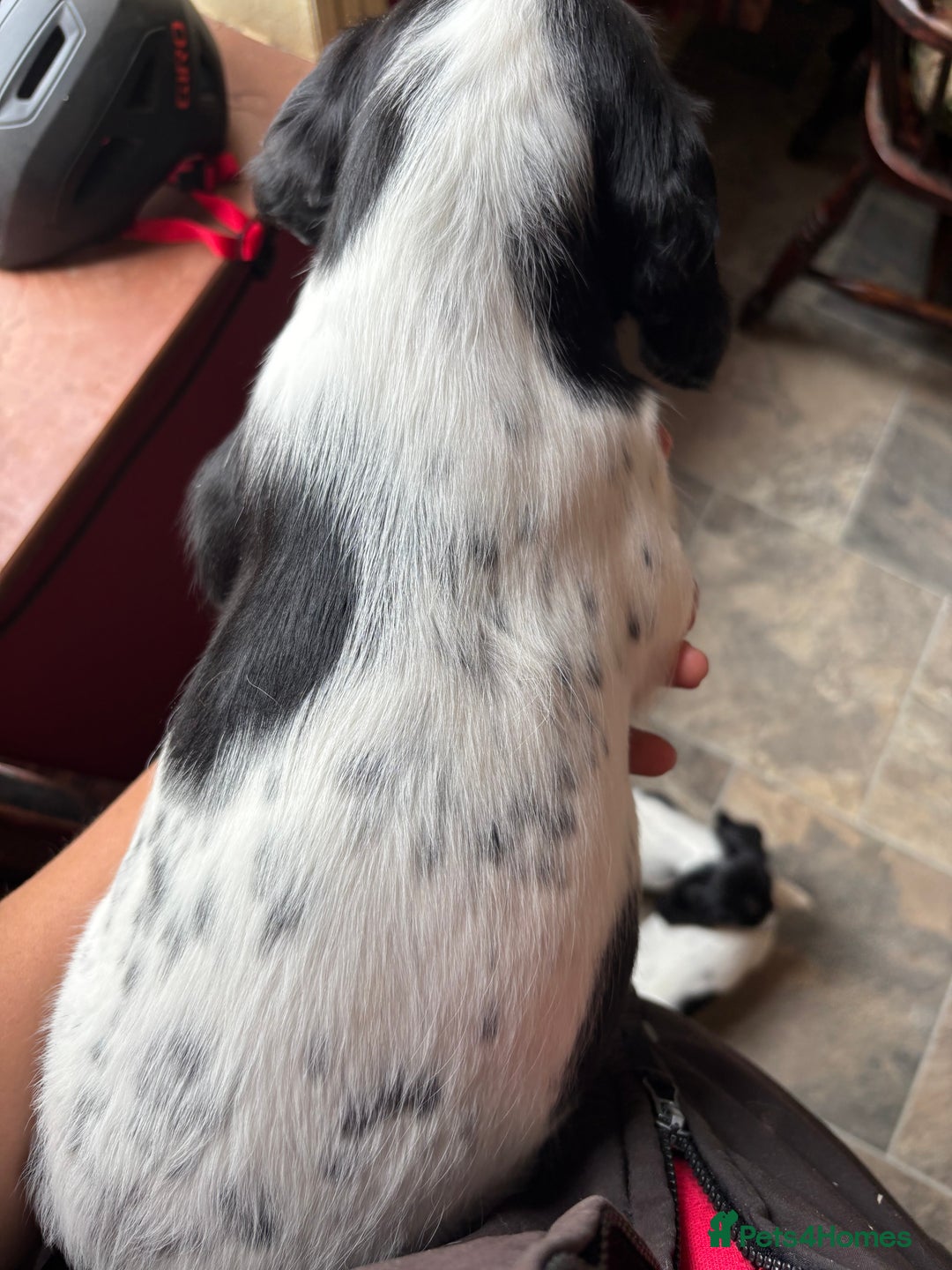 English Springer Spaniel dogs for sale: Stunning DNA Clear KC Springer Spaniel Puppies  - Image 26