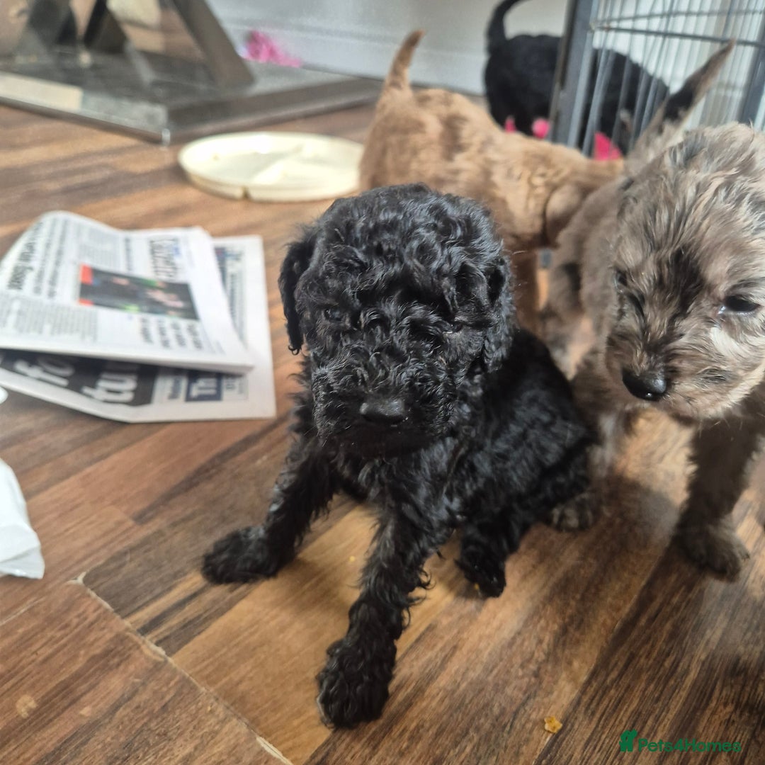 Cockapoo dogs for sale: Cockerpoos 1 boys left DROPPED 650 - Image 5