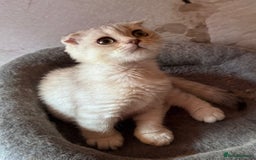 Scottish Fold cats for sale: Scottish fold kittens in hull - Image 9
