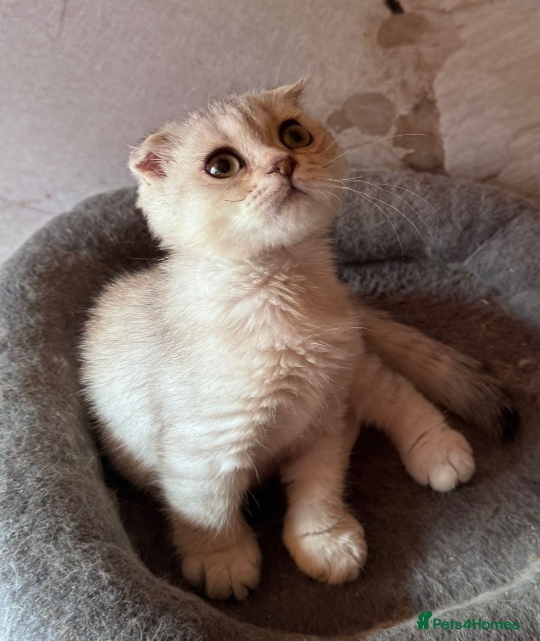 Scottish Fold cats for sale: Scottish fold kittens in hull - Image 9