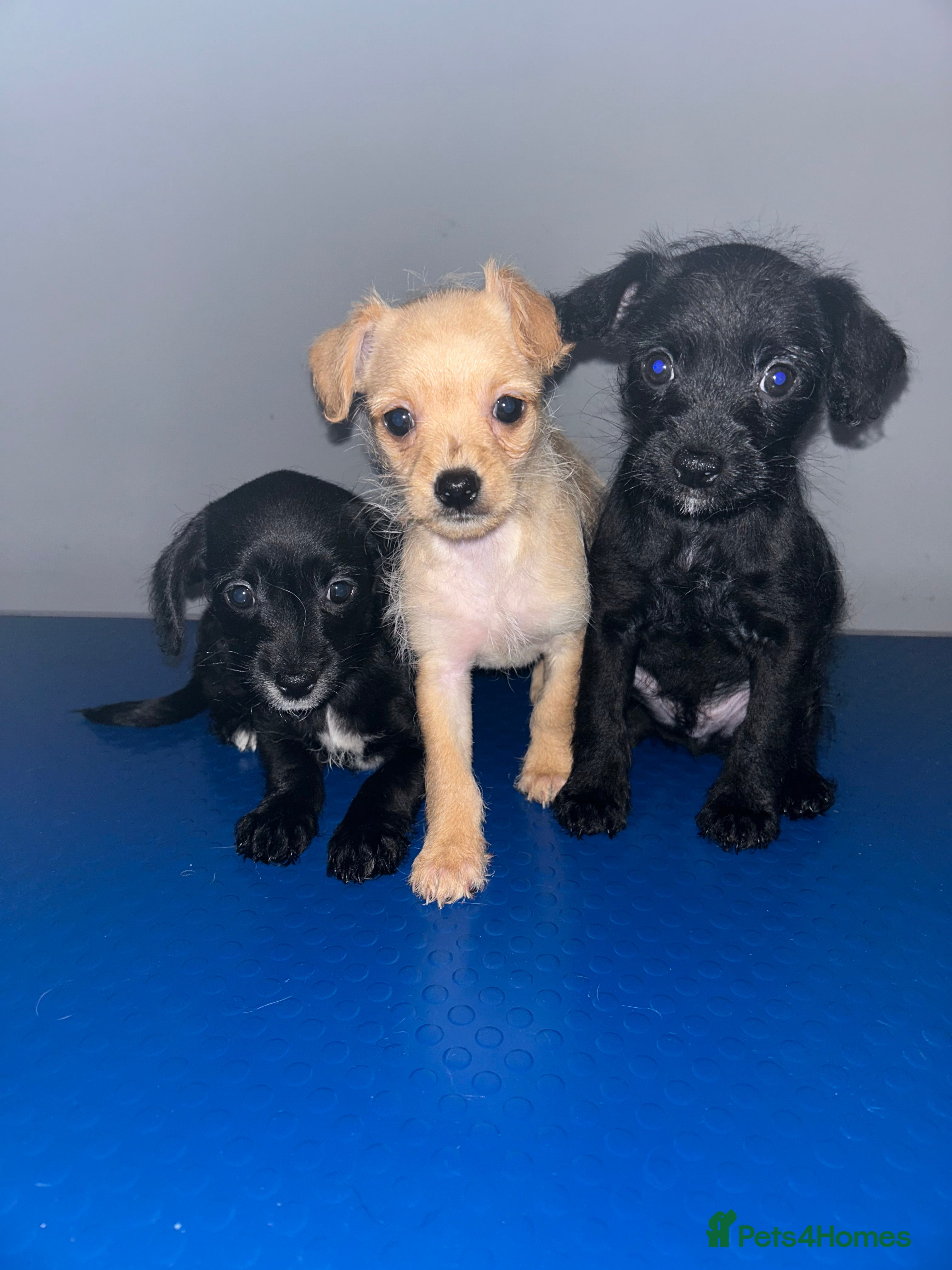 Chipoo dogs Poochis (poodle chihuahua mix) - Advert 17