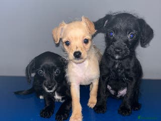 Chipoo dogs Poochis (poodle chihuahua mix) - Advert 17