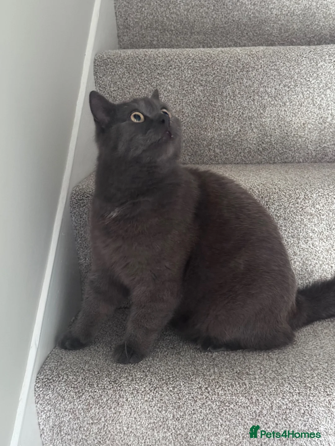 British Shorthair cats for sale: URGENT: Loving home needed - Advert 2