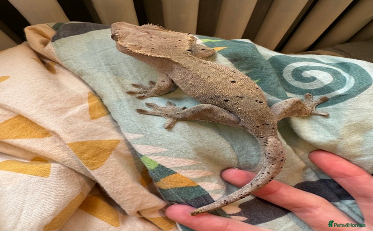 Gecko reptiles - Advert 10