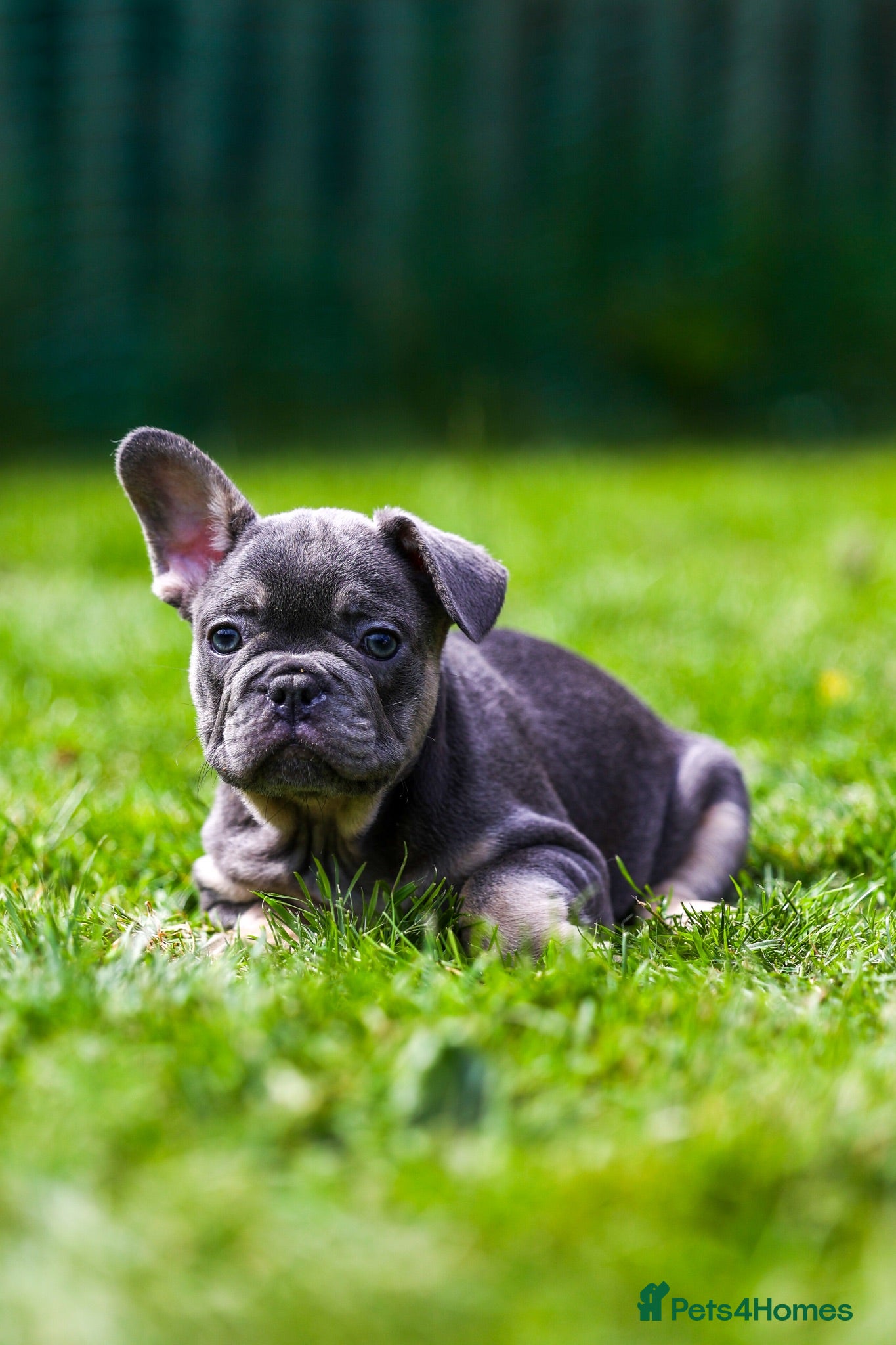 French Bulldog dogs French bulldogs boys and girls  - Advert 11
