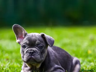 French Bulldog dogs French bulldogs boys and girls - Advert 1