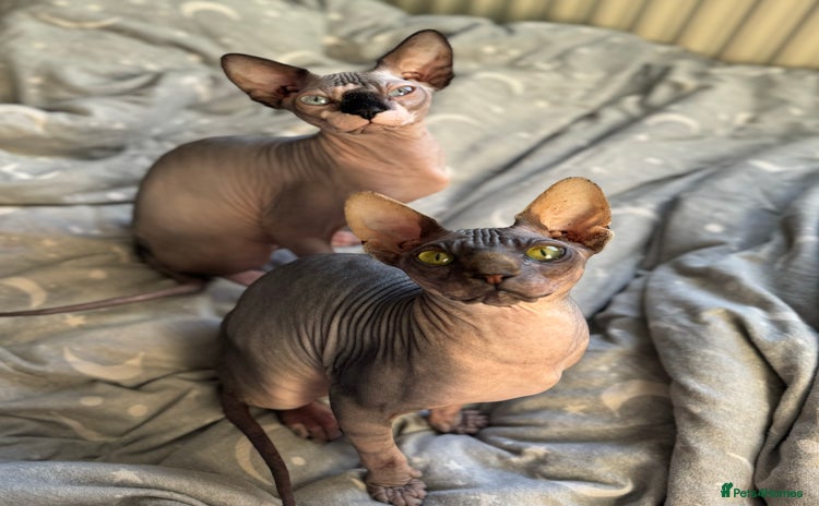 Sphynx cats - Advert 7