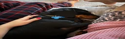 Miniature Dachshund dogs for sale: Miniature dachshund  - Advert 6