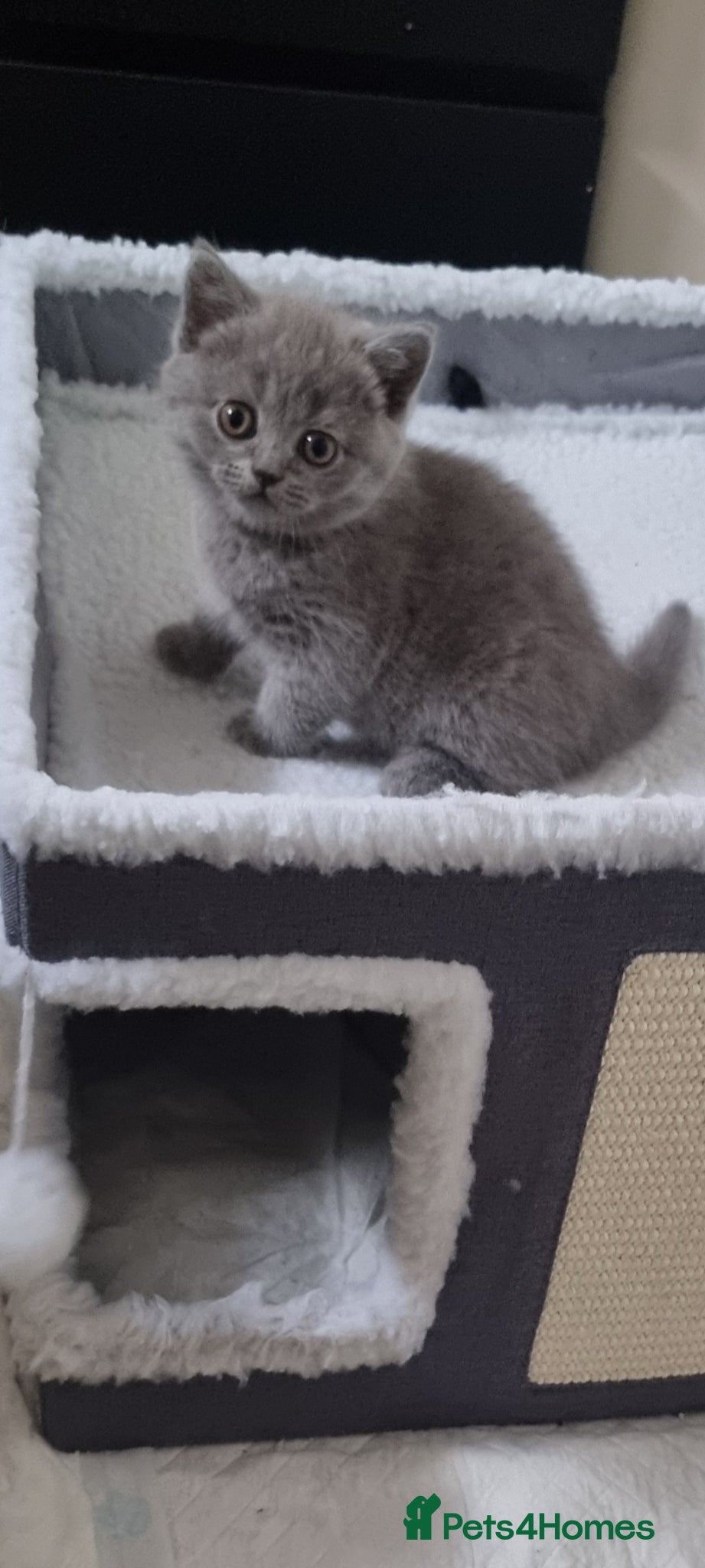Scottish Fold cats Cute Scottish fold 💕 ready for a new home🐾🐱🐾 - Advert 2