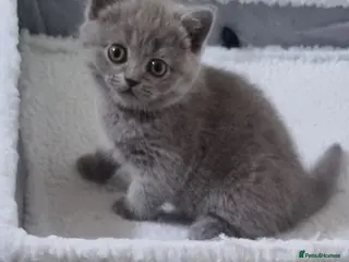Scottish Fold cats Cute Scottish fold 💕 ready for a new home🐾🐱🐾 - Advert 2