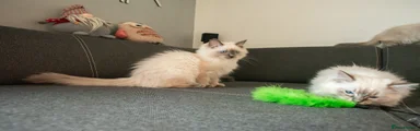 Ragdoll 2