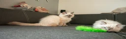 Ragdoll cats for sale: Beautiful GCCF Registered Ragdoll Kittens in Helensburgh - Advert 3