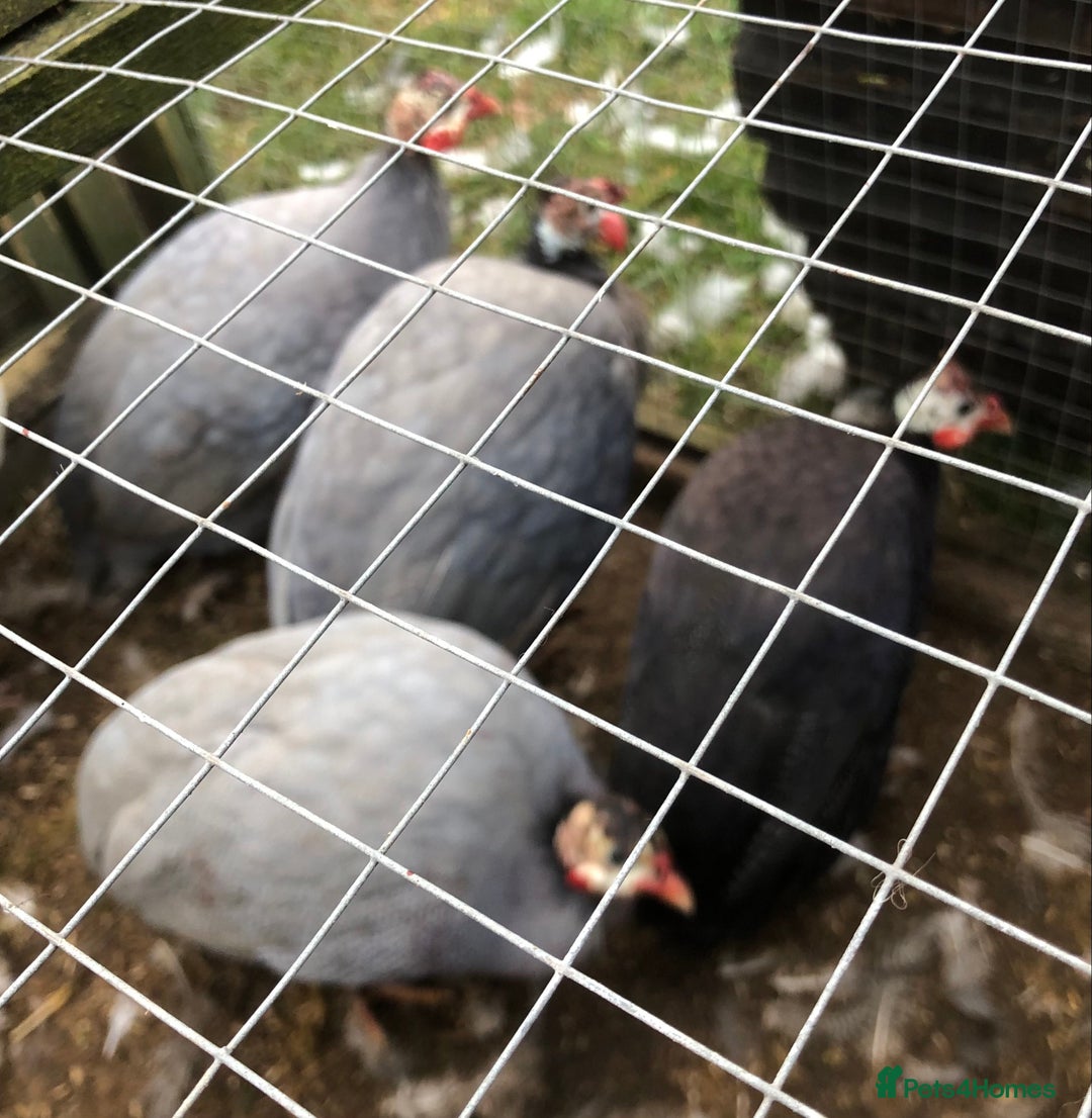 Guinea Fowl poultry for sale: Guinea fowl hatching eggs  in Frodsham - Image 3