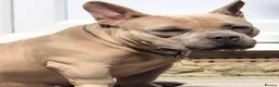 American Bully dogs for sale: American Bully Puppies - Advert 20
