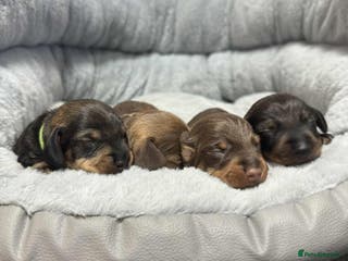 Miniature Dachshund dogs Wire haired puppies! Boys and girls - Advert 3
