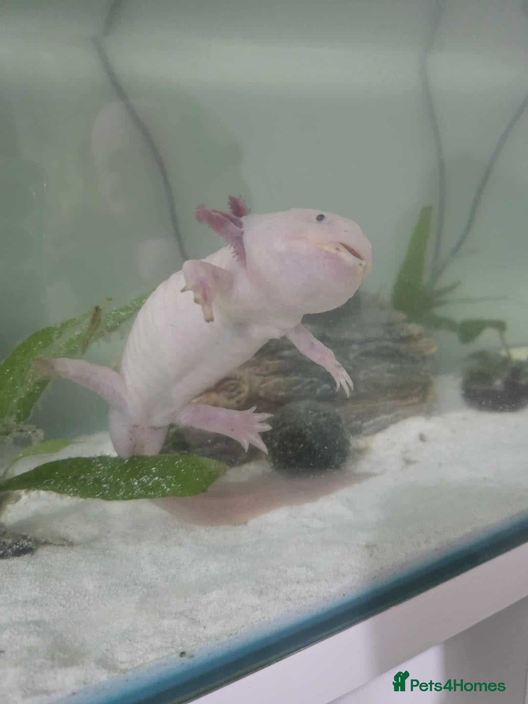 Axolotl reptiles for sale: Axolotl  - Advert 2