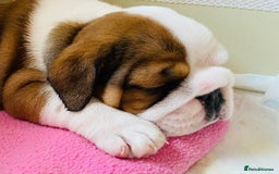 English Bulldog dogs for sale: English Bulldog Pups Standard Kc Reg - Image 4