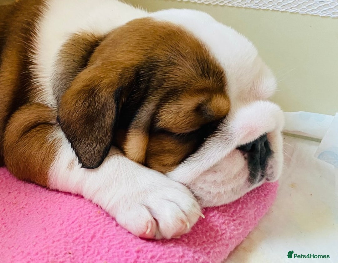English Bulldog dogs for sale: English Bulldog Pups Standard Kc Reg - Image 4