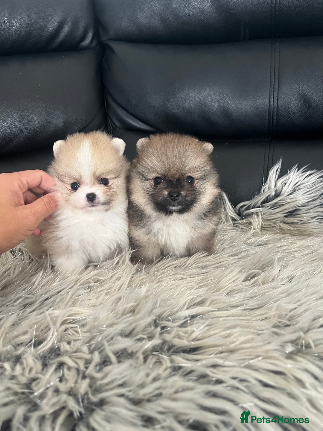Pomeranian dogs for sale: 🐻Stunning 🤩 Champion Line🏅Teddy Face 🧸 - Image 11