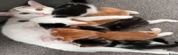 Mixed Breed cats for sale: 3 males, 1 female from loving family home - Advert 17