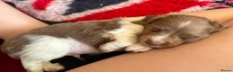 Miniature Dachshund dogs for sale: Long haired 🐶 fluffy 🐾 miniature dachshund pups in Sudbury - Advert 17