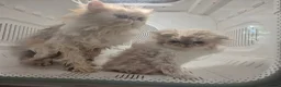 Persian cats for sale: ❤️Exceptional Persian boy-mum imported from 🇨🇳  - Advert 6