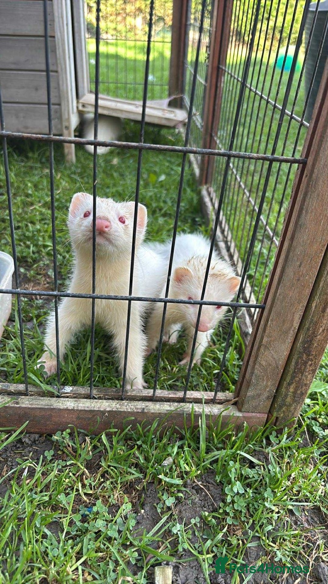 Ferret rodents for sale: Albino kits  - Image 1