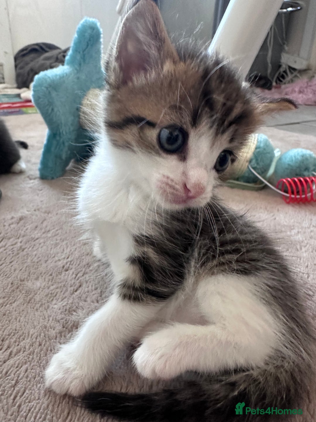 Mixed Breed cats for sale: Beautiful kittens  - Image 12