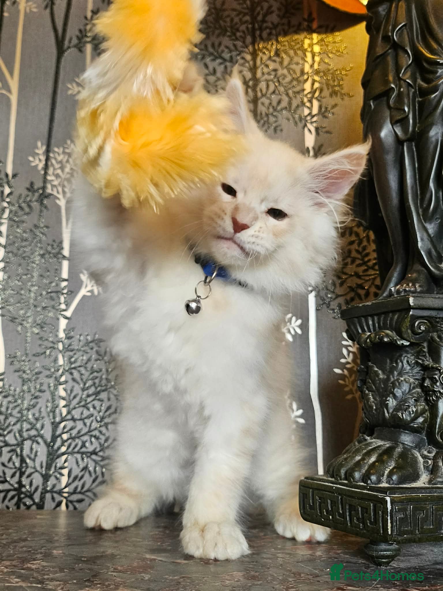 Maine Coon cats XXL Exceptional Pedigree Kittens Russian line - Advert 18