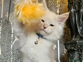 Maine Coon cats XXL Exceptional Pedigree Kittens Russian line - Advert 18