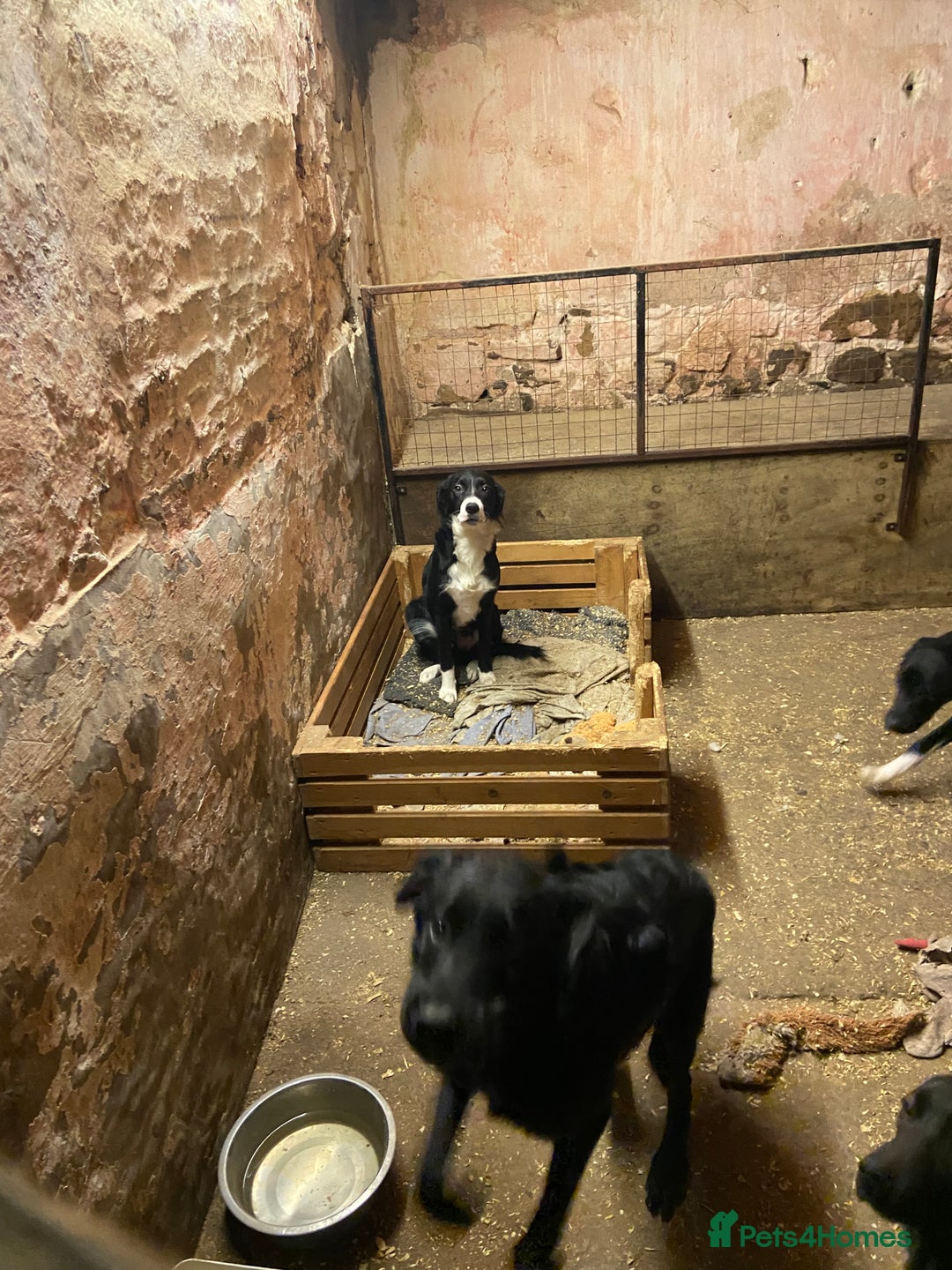 Mixed Breed dogs for sale: Collie x Huntaway pups - Advert 2