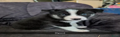 Spot