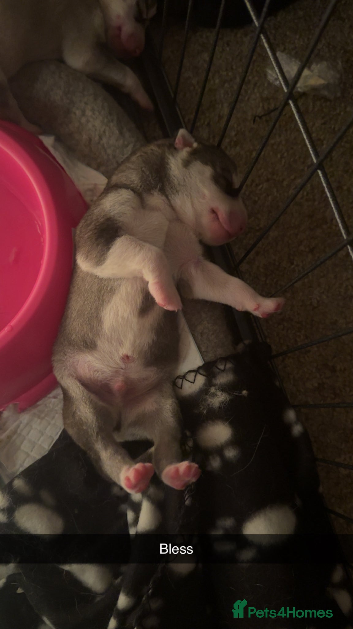 Siberian Husky dogs for sale: Husky puppies for sale  in Saltcoats - Advert 7