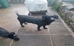 Labrador Retriever dogs for sale: KC Registered Labrador puppies  - Image 30