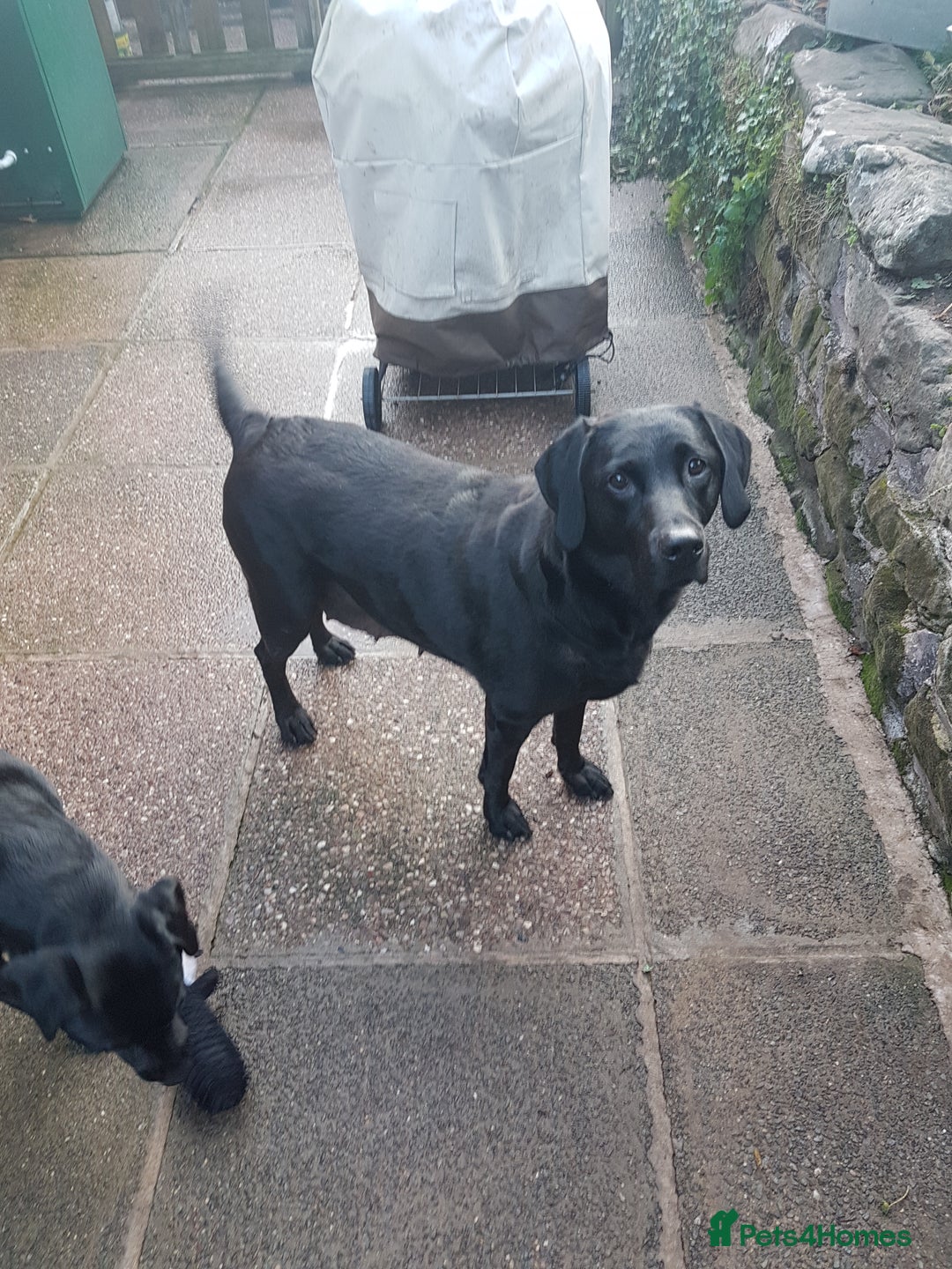 Labrador Retriever dogs for sale: KC Registered Labrador puppies  - Image 30
