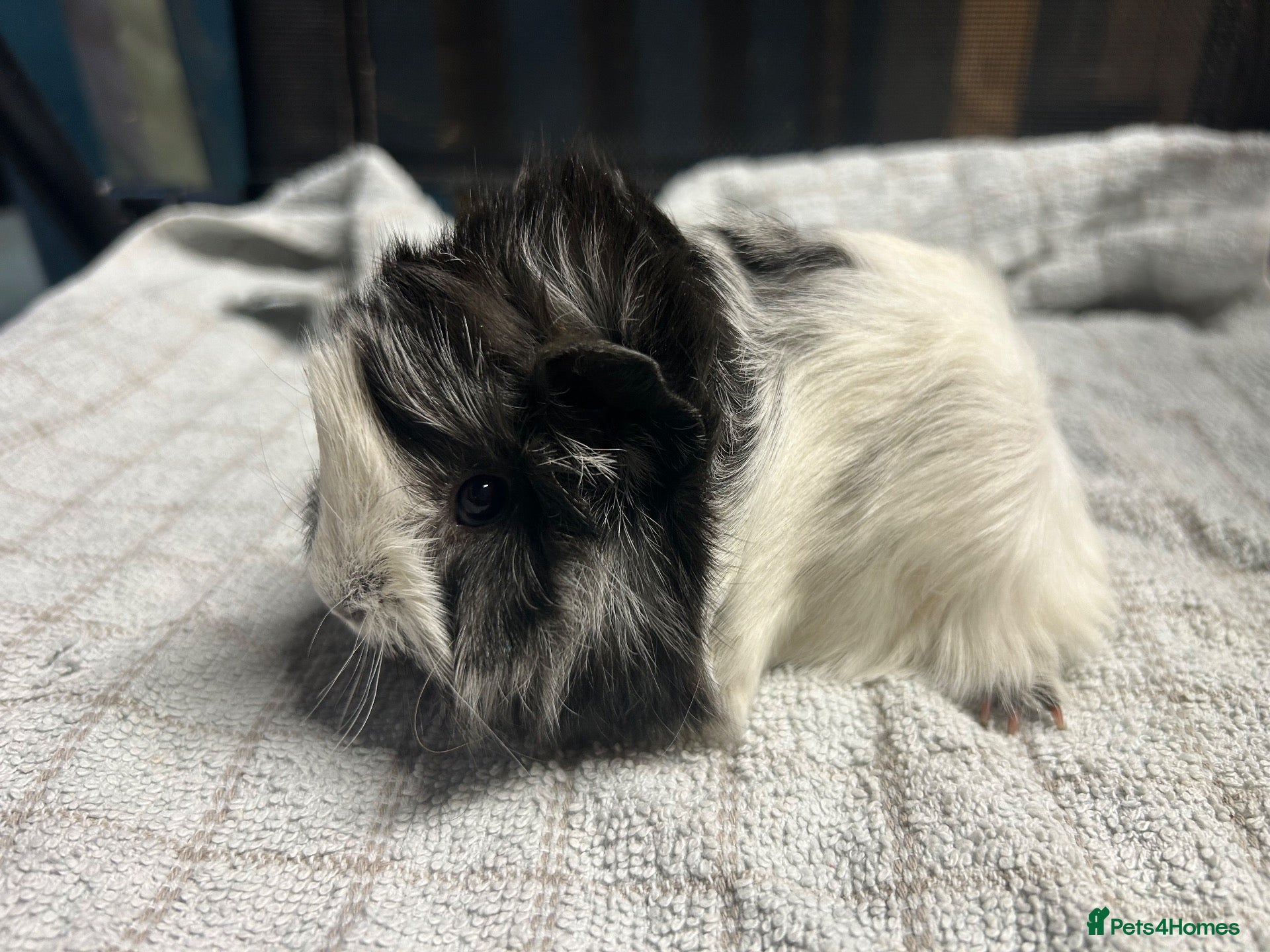 Guinea Pig rodents beautiful friendly guinea pigs to reserve  - Advert 1