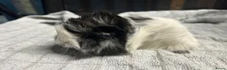 Guinea Pig rodents for sale: beautiful friendly guinea pigs to reserve  - Advert 1