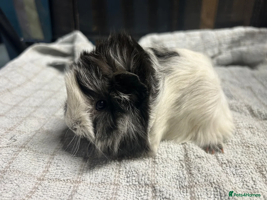 Guinea Pig rodents for sale: beautiful friendly guinea pigs to reserve  - Advert 1
