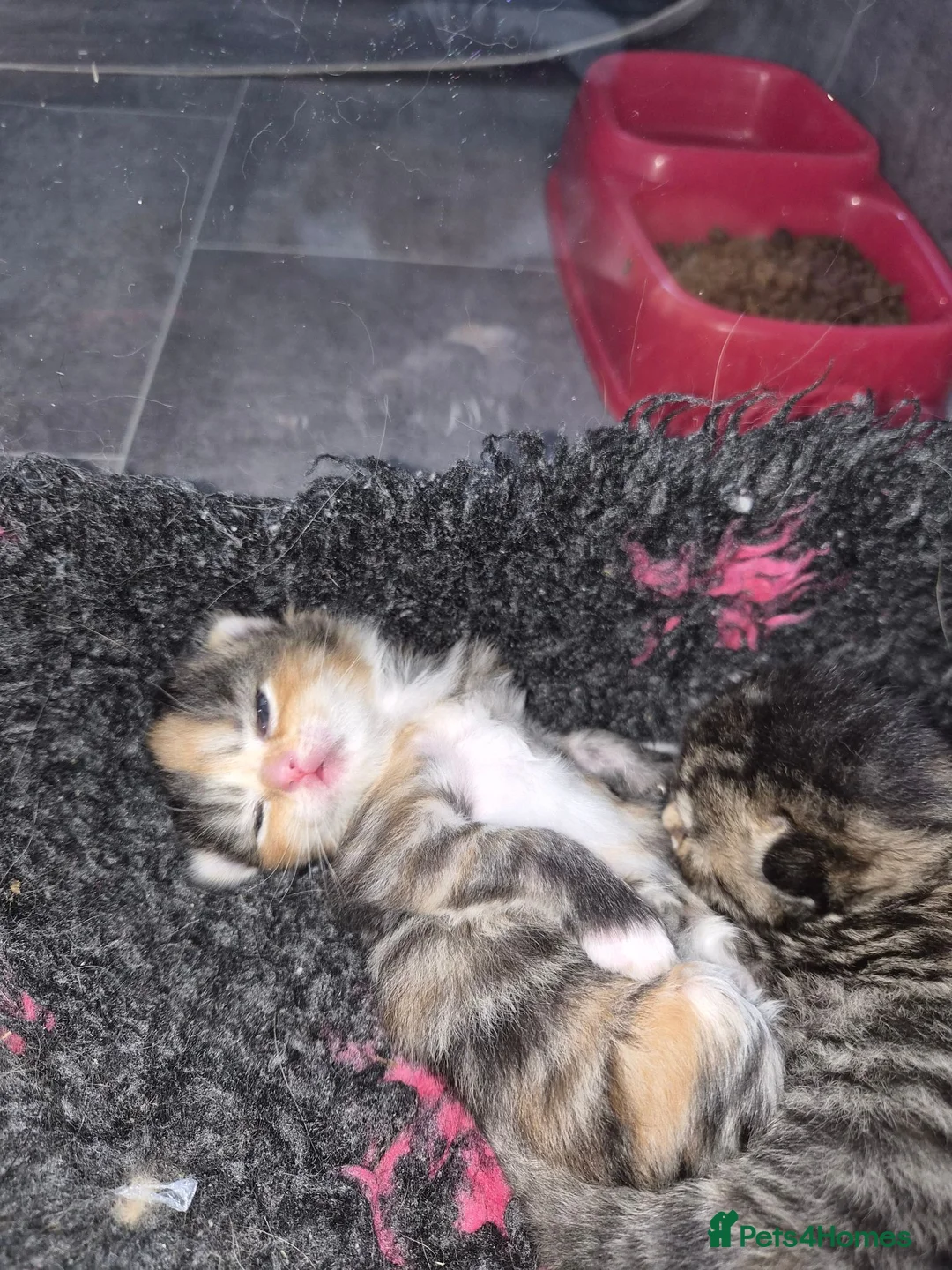 British Longhair cats for sale: Stunning fluff balls blh cross  - Advert 25