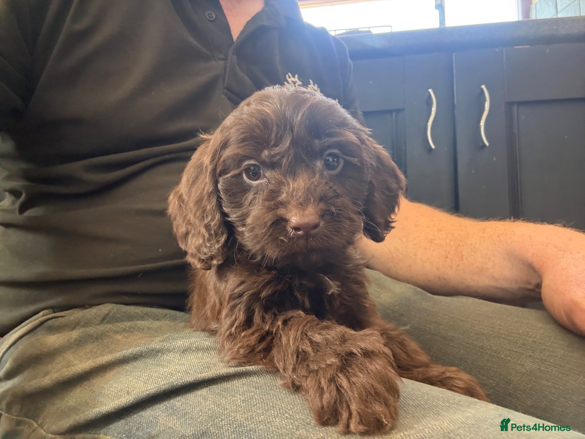 Cockapoo dogs F1 Cockapoo Pups - Advert 6