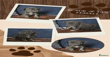 Frug dogs - Advert 12