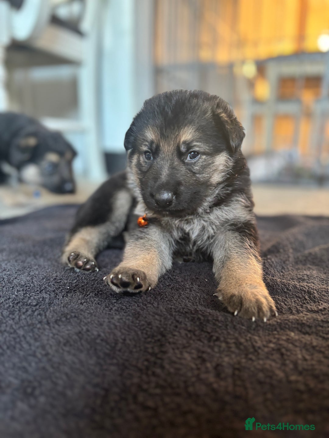German Shepherd dogs for sale: 8x German Shepherd Puppies - Image 8